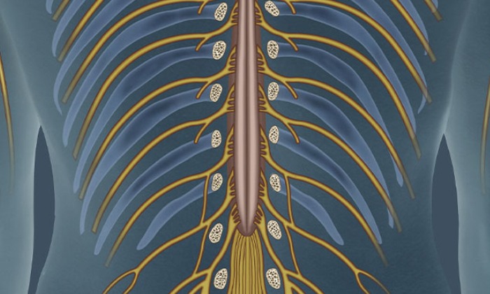 Splanchnic Plexus Block1
