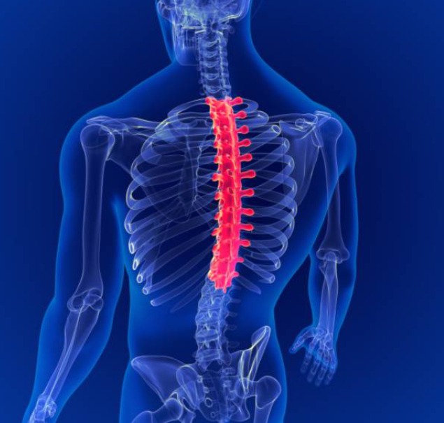 T2-T3 vertebral 2